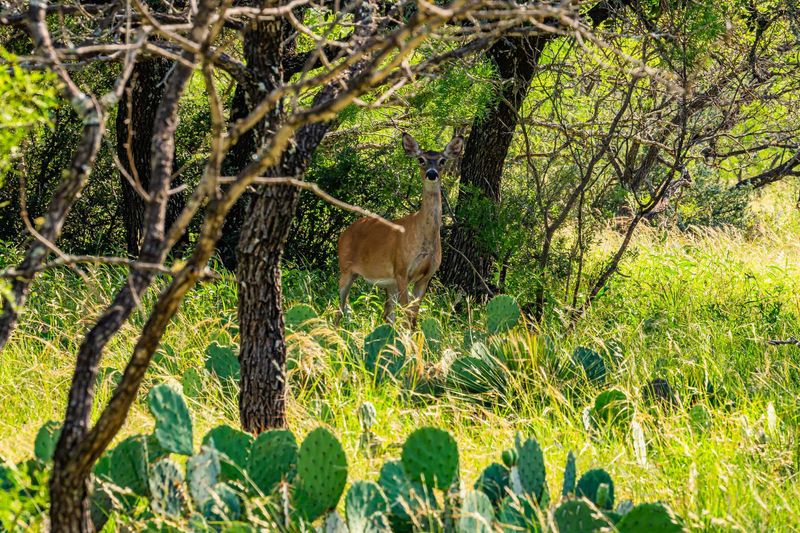 Menard County Twin Oaks Ranch S of Menard Texas Ranches For Sale